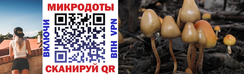 Галлюциногенные грибы Psilocybe  купить  цена  Видное 